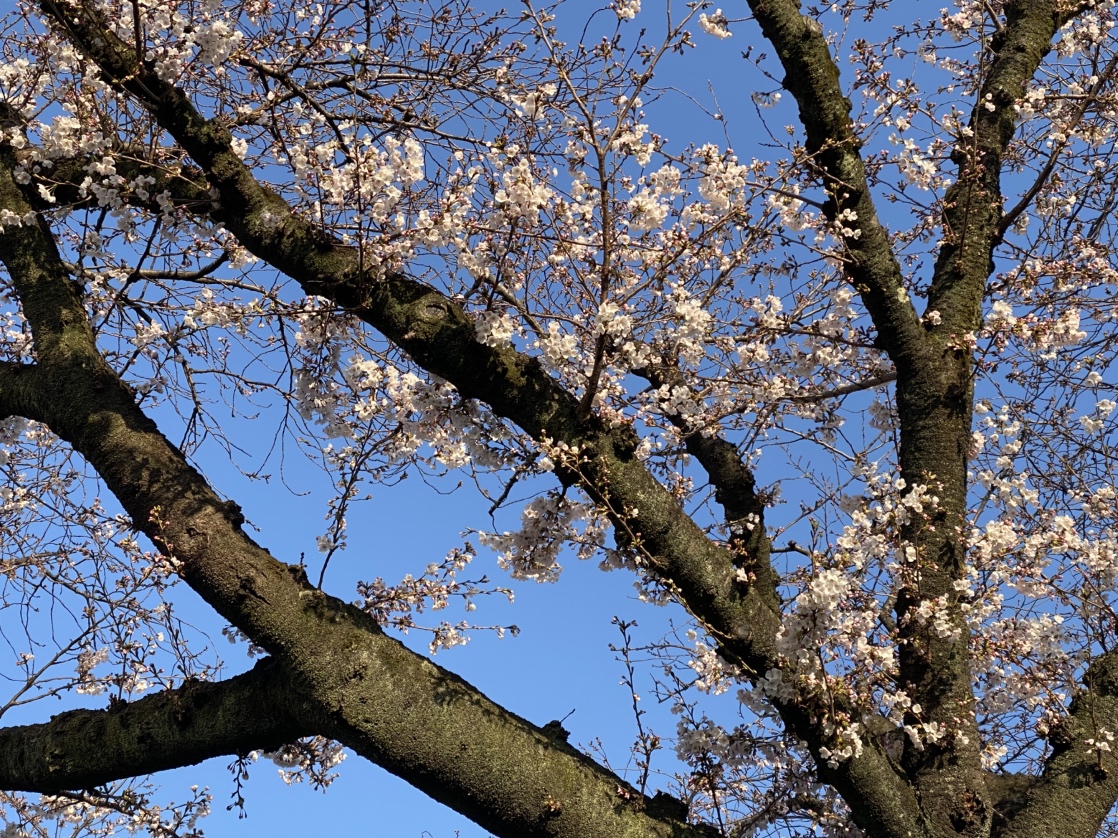 4月5日（土）早朝の平和通りの桜 | 第25回日立さくらロード